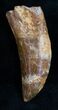 Carcharodontosaurus Tooth - Beastly Dino Tooth #12106-2